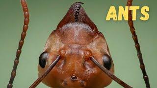 ANTS- VISUAL EXPERIENCE