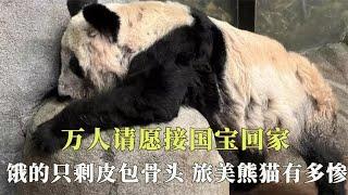 万人请愿接国宝回家，旅美熊猫惨不忍睹，饿的只剩皮包骨全身是病【西风探瘦马】