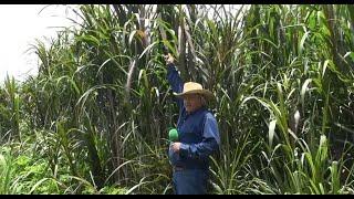 P299 La cosecha de agua y los pastos en un rancho.