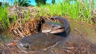 top fishing skills! catch a lot of fish in rice field by best hand a smart boy, best hand fishing