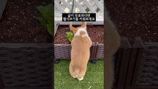 삶이 무료하다면 웰시코기를 키워보세요...^^ #얘는언제쯤정신차릴까 #웰시코기 #강아지