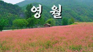 4K 10월 국내 여행지 추천 | 강원도 영월 가볼만한곳 | 동강 홍메밀 축제 | Beautiful place in Korea