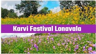 Karvi Festival Lonavala || Karvi Flower || Karvi Flower Festival Lonavala || Karvi || Flower