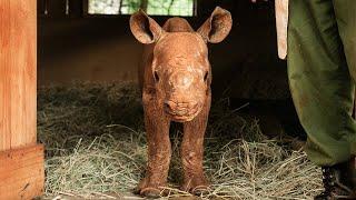 Rescue of Orphaned Rhino Chamboi | Sheldrick Trust