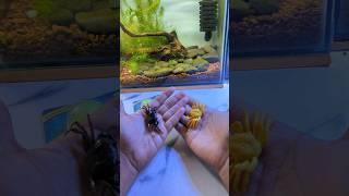 3 Aquarium Toys, #ytshorts #shorts