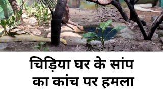 Snake park // indore chidiya ghar //