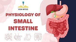 Physiology of small intestine