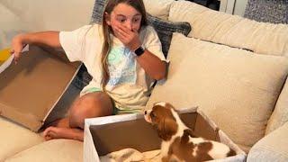 New Puppy Surprise Compilation 2024  Wholesome Surprise Moments