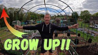 Vertical gardening - How to maximise space in your garden - Allotment plot space saving