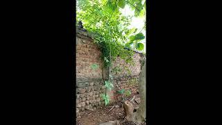 A soft Whisper of breeze in nature# cozy vibes# youtube shorts.