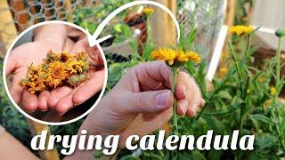 How To Harvest and Dry Calendula Flowers