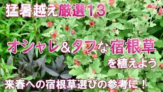 【かわいくて強い】丈夫な宿根草*来春への宿根草選びの参考に｜ありのままレポート｜秋色に染まる庭でガーデニング