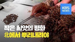 [통일로 미래로]  작은 씨앗의 평화... 북한에서 뿌리내려야 / KBS뉴스(News)