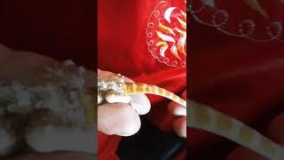 Red Trans. Bearded Dragon Unboxing 2021. Name this dragon!