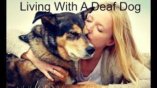 Living With A Deaf Dog