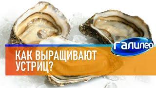 Галилео  Как выращивают устриц?