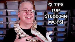 Getting Stubborn Ball Python Males to Lock: 12 Tips!