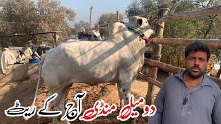 domail mandi  3/1/2025 latest update ll Part 2 ll taxila  mandi 2025 ll jamil tv ll