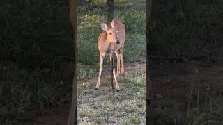 Deer Eats Snake 