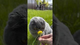 Ксюша и одуваны  #котята #смешныевидео #cat #вислоухийкот #шотландскийкот #смешныеживотные