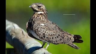 AVES DE ARGENTINA y sus cantos (segunda parte).