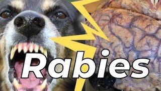 RABIES | SHORT VIDEO | PANDEY_MEDI_MANTRA .