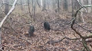 Bowhunting Oklahoma Wild hogs in the rain