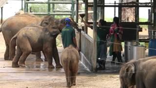 Udawalawe Elephant Transit Home