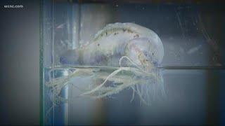 Jellyfish invade Carolina coast