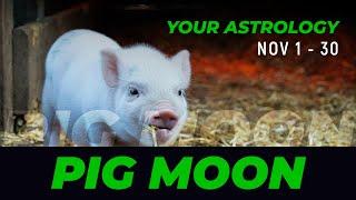 Monthly Chinese Astrology: Nov 1 - 30 The Pig Moon