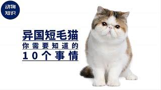 养异国短毛猫之前，你需要知道的10个事情！