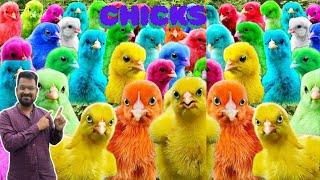 140 CHICKS and duck Chirping Sound | Color Chickens |mer pet house | ARCOÍRIS Chickens