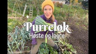 Purreløk | Høste og lagre