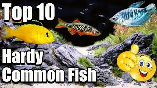 Top 10 Hardy Common Aquarium Fish!