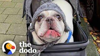 Talkative Frenchie Has The Most Unique “Voice” | The Dodo