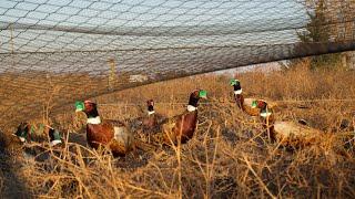 Full Plume Pheasants at the Pheasant Farm! (Plus Pigeons and Goats)