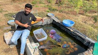 Sari Fish Farm One Me Add Kar Di #fish