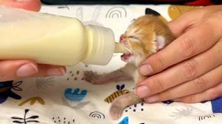 Feeding a 4-day-old kitten. Critically underweight despite a foster mother. Subtitles, please!