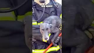 Firefighter Rescues Dog From Burning Building!