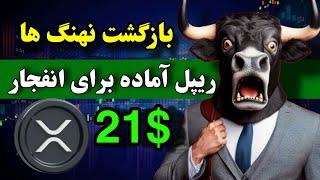 خرید تاریخی نهنگ ها  برای انفجار ریپل آماده باش