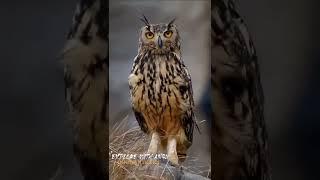 The black-capped social weaver is a sparrow-like of bird