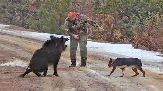 Top 50 Moments Wild Boar Hunting - Best Wild Boar Footage, Deal With Invasive Wild Boars #wildboar