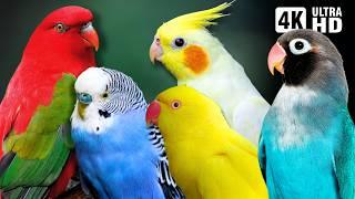 Amazing Small Parrots | Soothing Nature Scenes | Stress Relief | Relaxing Bird Sounds | Calm Time