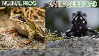 UNIQUE DIFFERENCE BETWEEN  Normal frogs & Harlequin Toads.