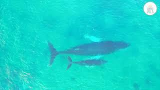 Whales Watching - Dominican Republic