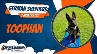 Off leash Dog Training / Obedience Training 