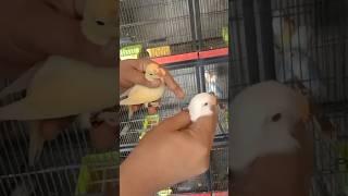 Decino and Albino Lovebirds Parrot #lovebirds #parrot #viral #visit #sarfaraztaimoor