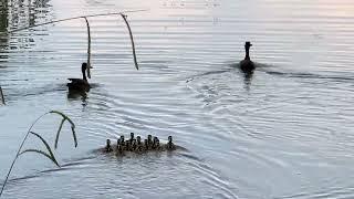 White faced whistling ducks