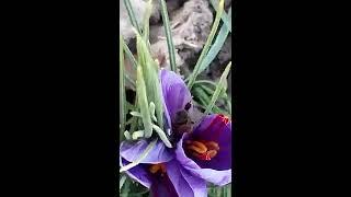 HONEY BEE LOVES EATING SAFFRON! Simple Pleasures -ASMR! Bees are helping our saffrons to reproduce!