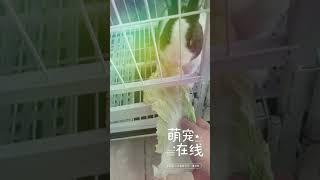 朋友家的兔子真的好可爱